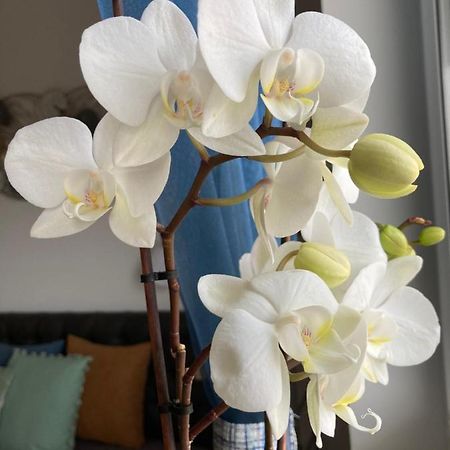Libellula Apartman Hévíz Esterno foto