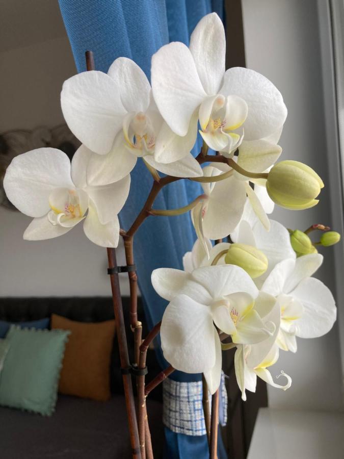 Libellula Apartman Hévíz Esterno foto